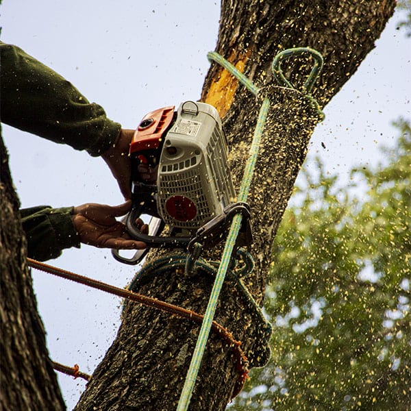 Tree Removal with Saw Dust