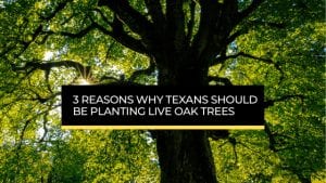 Planting Live Oak Trees